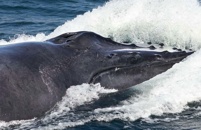 Whale Watching + Cayo Levantado Day Trip - Photo 2