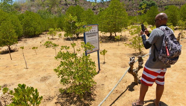 Passeggiando tra le mangrovie