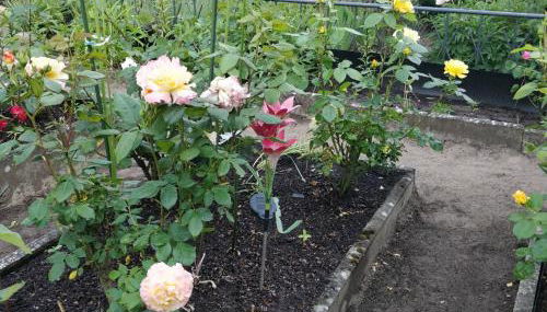 Gästehaus am Teich - Foto 4, Garden view