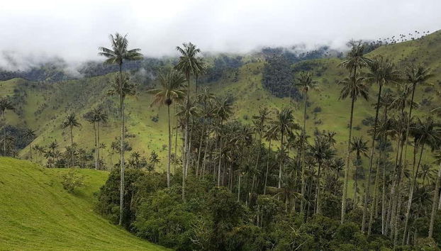 Paysage de la vallée de Cocora à Quindío