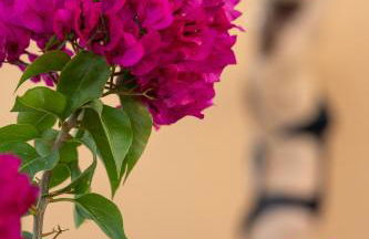 Arch Houses - Nature Escape with Shared Pool - Foto 7