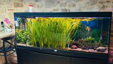 Jungle Gite - Foto 3