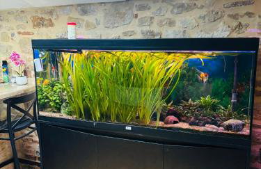 Jungle Gite - Photo 3