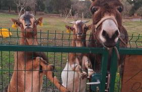 Quinta da Fé - Foto 29