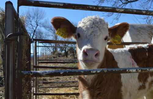 Cal Pascual Turisme Rural - Foto 53