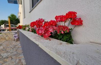 Yellow dream - Foto 13