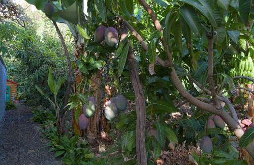 Casa da Madalena do Mar - Foto 31