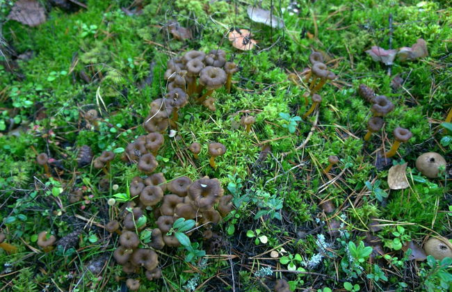 Villa Skitunäs - Photo 27