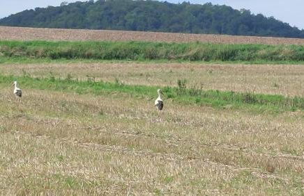 Ferienwohnung MW 4a bis 66 m2 Höxter Weserbergland Weser 1-2P 1SZi mBad 3-4P 2SZi m2Bäder Terrasse Wäsche Endreinigung Self CheckIn - Foto 55