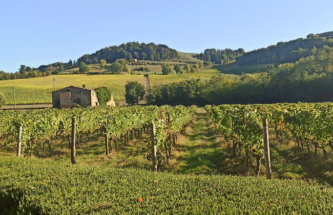 "Recorre las onduladas colinas de Chianti" con almuerzo y degustaciones de vino - Foto 30