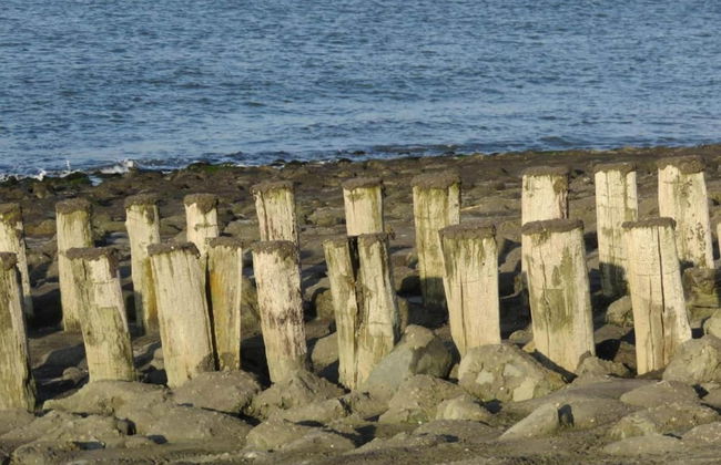 Pet-friendly Escape by the Sea - Photo 30