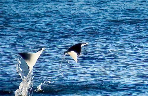 Gulf Shores Surf & Racquet Club - Foto 97