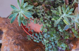 Apartmani Villa Marija - Foto 80