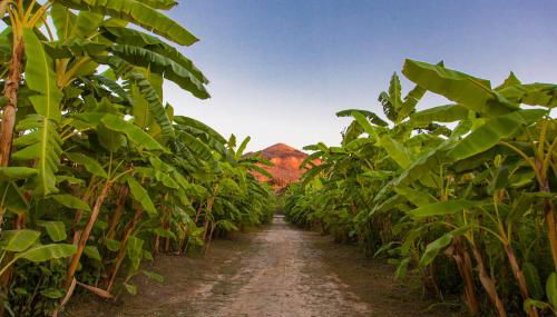 La casa tra i limoni di Rosmarino Park IT083O84B59CP6PX5J - Foto 4