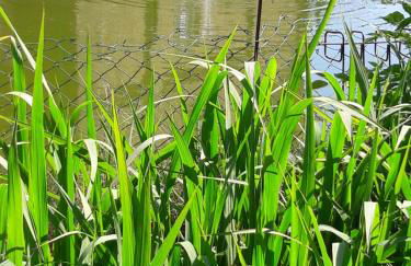 Zimmer und Apartment Rosi - Foto 26