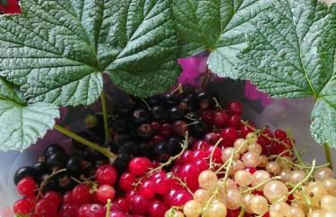 Agriturismo Il Burlino Apartments - Foto 46