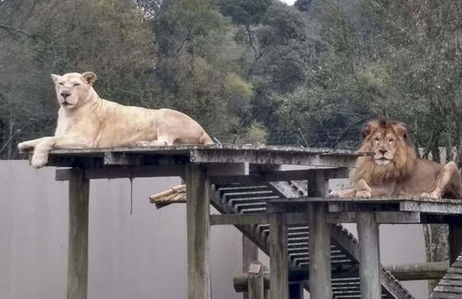 Tour pelo zoológico + Passeio a cavalo - Foto 7