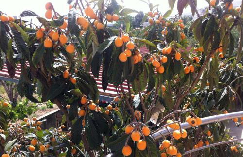 Ilias Villa IN Chania - Foto 9