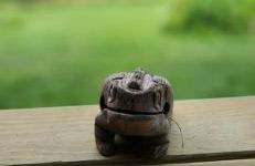 The Seneca Sunset Suites - Foto 26