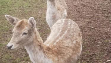 Scheunendomizil - Foto 5