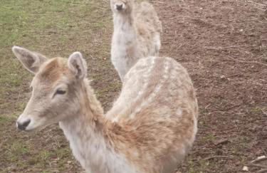 Scheunendomizil - Foto 5