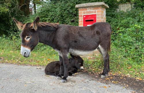 Bentley Cottage - Foto 24