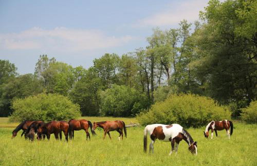 Gospodarstwo Agroturystyczne Stary Młyn Wilczkowice - Foto 27