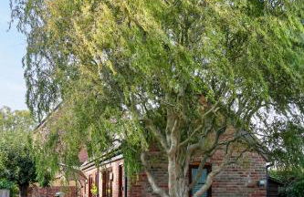 Tranquil and cosy cottage on the Somerset Levels - Photo 6