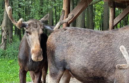 Ferienwohnung mit Garten am Wald - Foto 21
