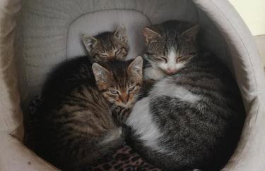 Nowa Wola 58 - 200qm appartment in a small village, with pool, sauna and big garden - Foto 71