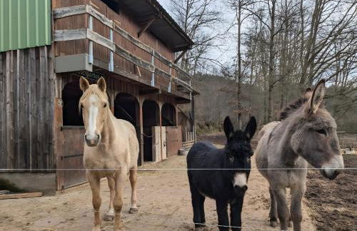 Le petit Sabotier - Foto 11