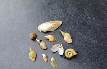 Apartment Kletterrose, Seenähe, Mecklenburgische Seenplatte - Foto 23