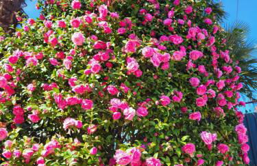 Casa delle azalee - Foto 9