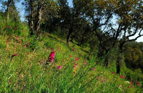 Vale do Guizo: Casa Poente on the contryside, close by the sea. - Photo 26