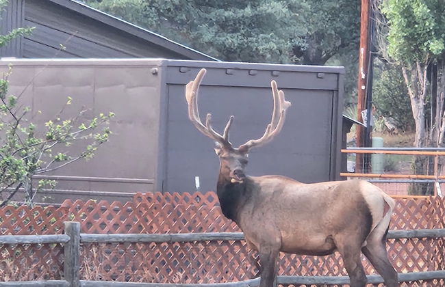 Old County Pine - Photo 26