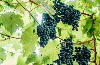 LUX Ferienwohnung im Weinort Pommern an der Mosel - Foto 47