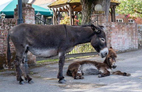 Little Patch - Foto 43