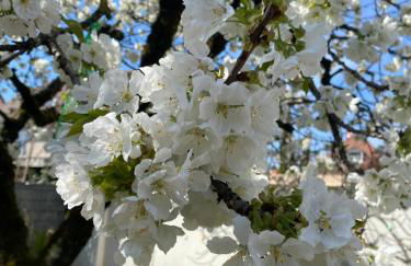 Appartement 3 lys - Foto 26