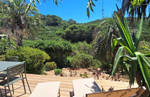 Les Bromélias Ile du Levant - Foto 2