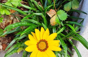 Casinha da Sobreira - Foto 23