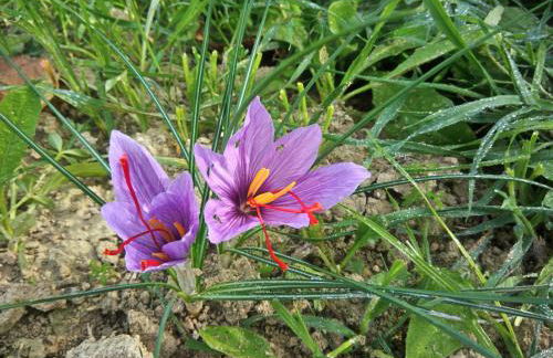 L'ALPACA DELLA ROSSA - AGRITURISMO - Foto 21