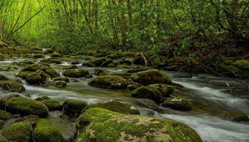 The Owl's Perch - Foto 5