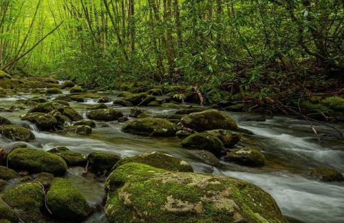 The Owl's Perch - Foto 5