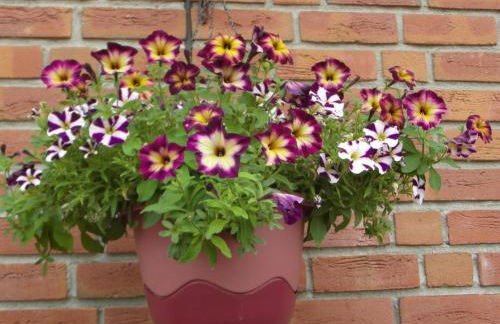 Ferienwohnung Borchert - Foto 42