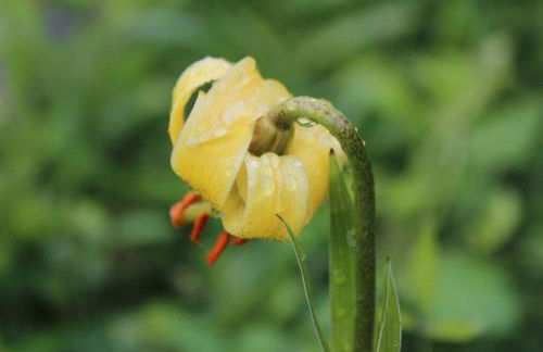 Appartement RDC maison de village - Foto 13