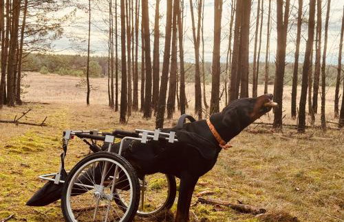 aResowa Wioska - Foto 27