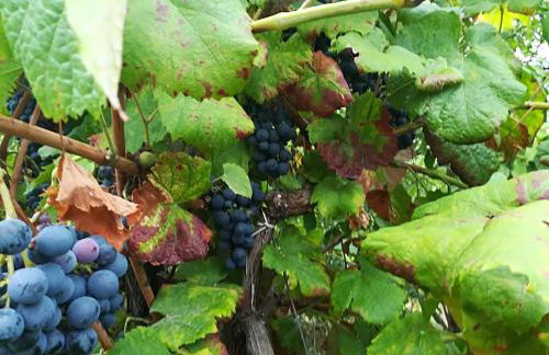 Quinta Das Rossadas - Photo 44