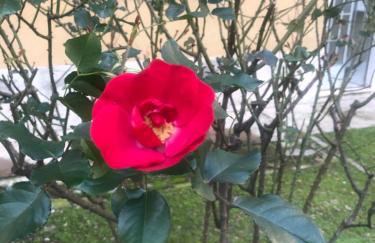 Milano MISSORI Rose garden view - Foto 14