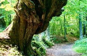 La casa nel bosco - Foto 26