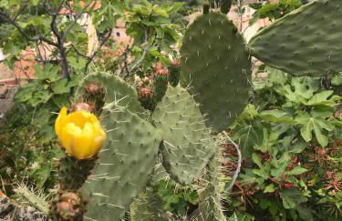 THE SECRET GARDEN - Foto 60